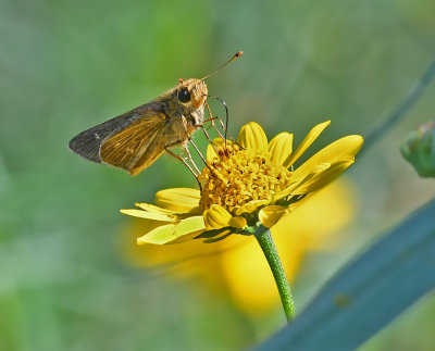 Obscure Skipper 