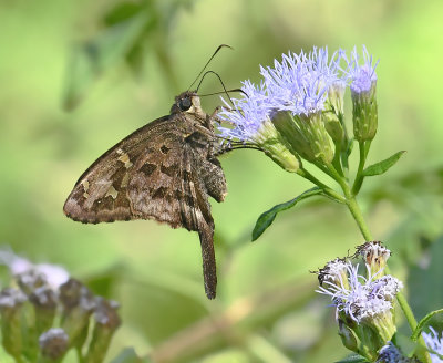 Dorantes Longtail