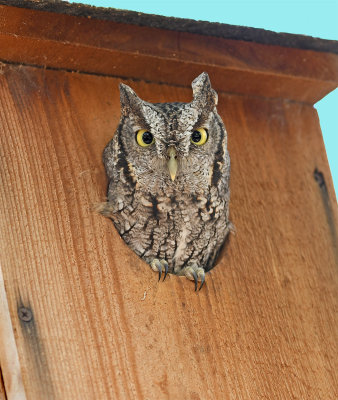 Eastern Screech Owl