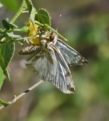 Laviana White-Skipper