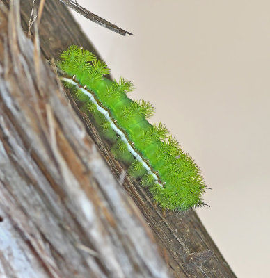 IO Moth Caterpillar 