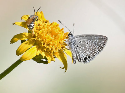 Ceraunus Blue 