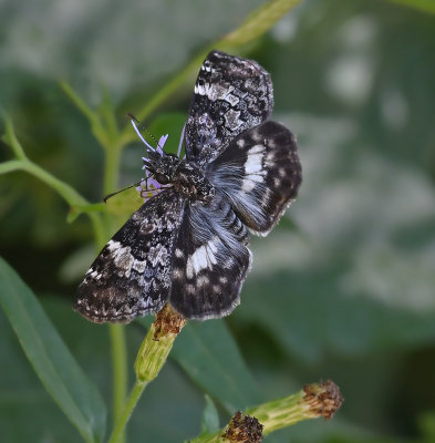 White-patched Skipper 