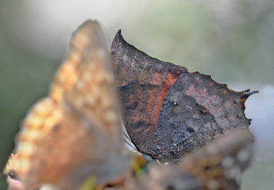 Tropical Leafwing 