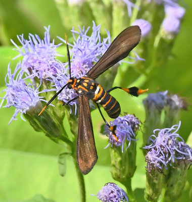 Texas Wasp Moth (8287)