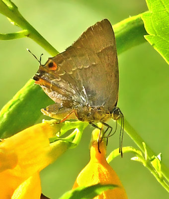 Smudged Hairstreak