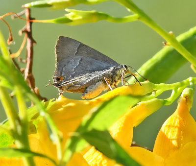 Smudged Hairstreak