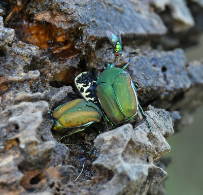 Green June Beetle 3.5 pbase.jpg