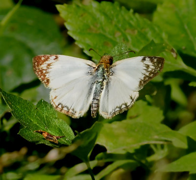 Laviana White-Skipper (Male)