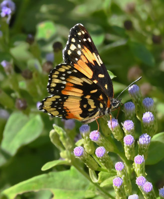 Bordered Patch 