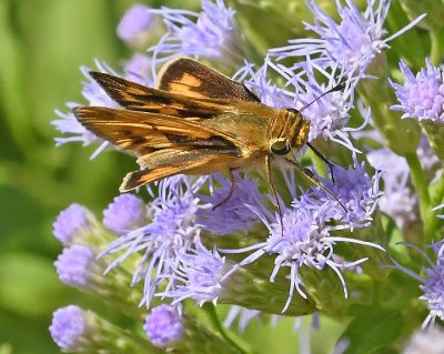 Common Mellana (Male)