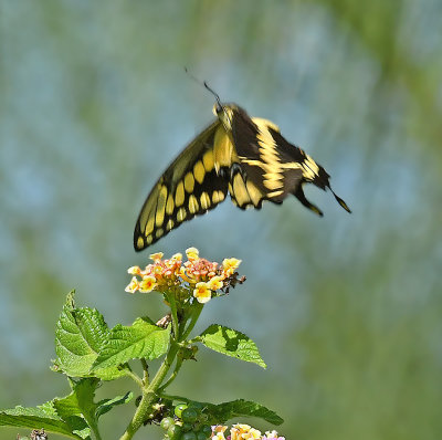 Giant Swallowtail in Flight