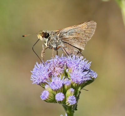 Eufala Skipper 