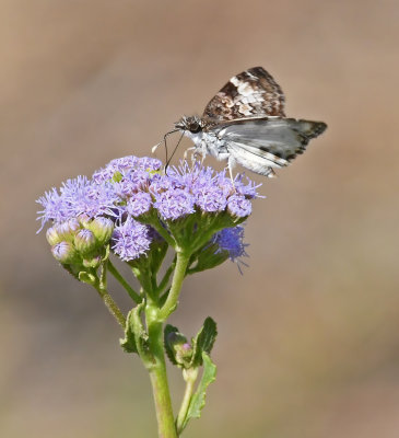 White-patched Skipper 