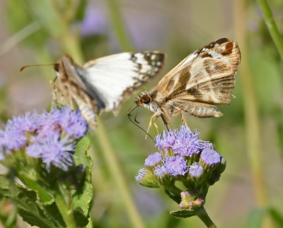 Laviana White Skippers 