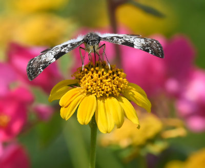 White-patched Skipper