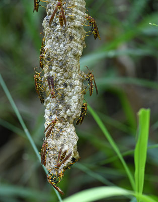 Paper Wasp Polistes (with elongated nest)