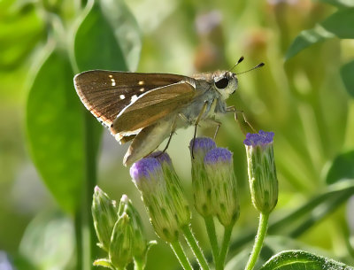 Eufala Skipper