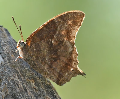 Pale-spotted Leafwing 