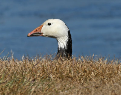 Blue Snow Goose Head 2.8.jpg