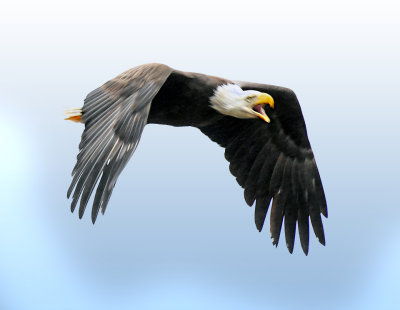 Mating Adult in Flight