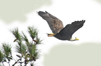 Mating Adult 