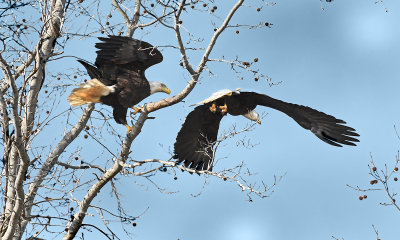 Mating Pair in Flight