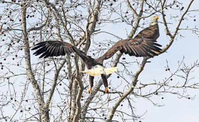 Mating Pair 