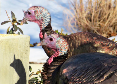 Wild Turkey