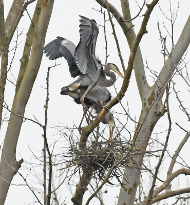 Pair Nesting In Alabama Rookery