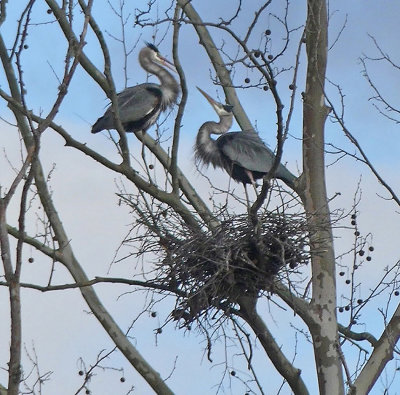 Nesting Pair In Alabama Rookery