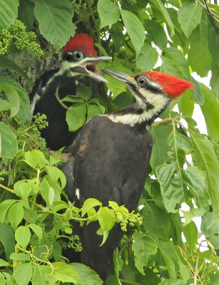 Pileated Woodpecker Feeding Nestlings