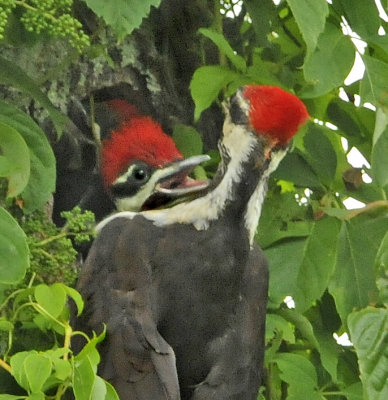 Pileated Woodpecker Feeding Nestling