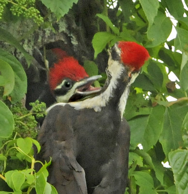 Pileated Woodpeckers Feeding their Young