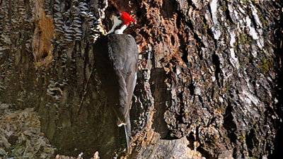 Pileated Woodpecker Foraging Tree (VIDEO)