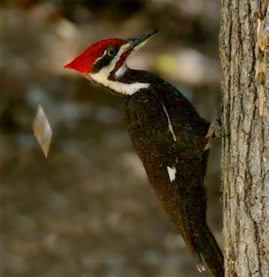 Pileated Woodpecker Foraging Tree II (VIDEO)