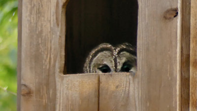 Barred Owl Pair in Nesting Box (VIDEO)