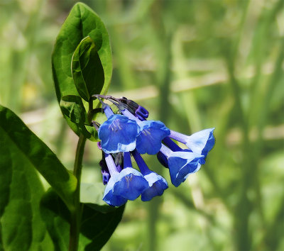 Bluebells, Virginia