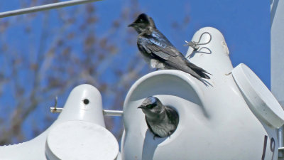 PURPLE MARTIN VIDEO