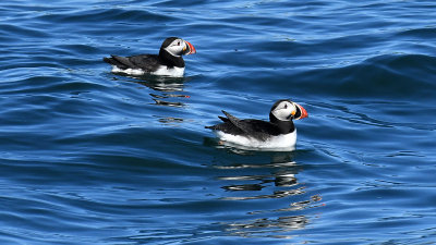 Atlantic Puffins