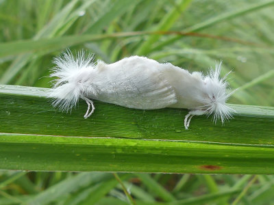 White Flannel Moths (4650)