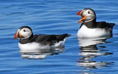 Puffin Pair