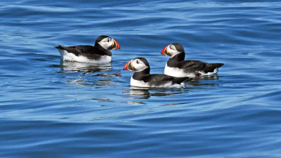 Three Puffins