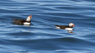 Puffin Mating Pair