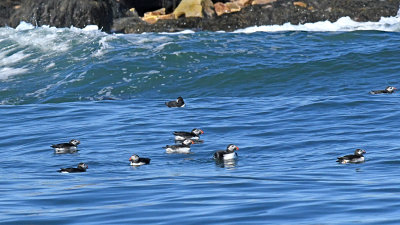 Puffins in Wave