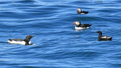 Puffins and other Alcids