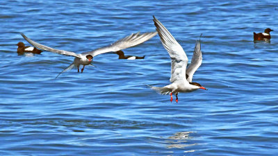 Common Terns in Flight