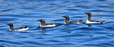 Common Murres