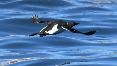 Black Guillemot in Flight