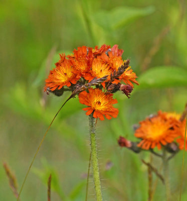 Hawkweed, Orange